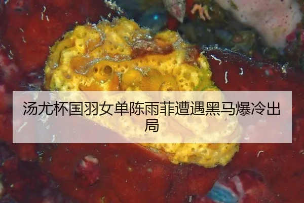 tang-you-bei-guo-yu-nv-dan-chen-yu-fei-zao-yu-hei-ma-bao-leng-chu-ju-2-444.jpg